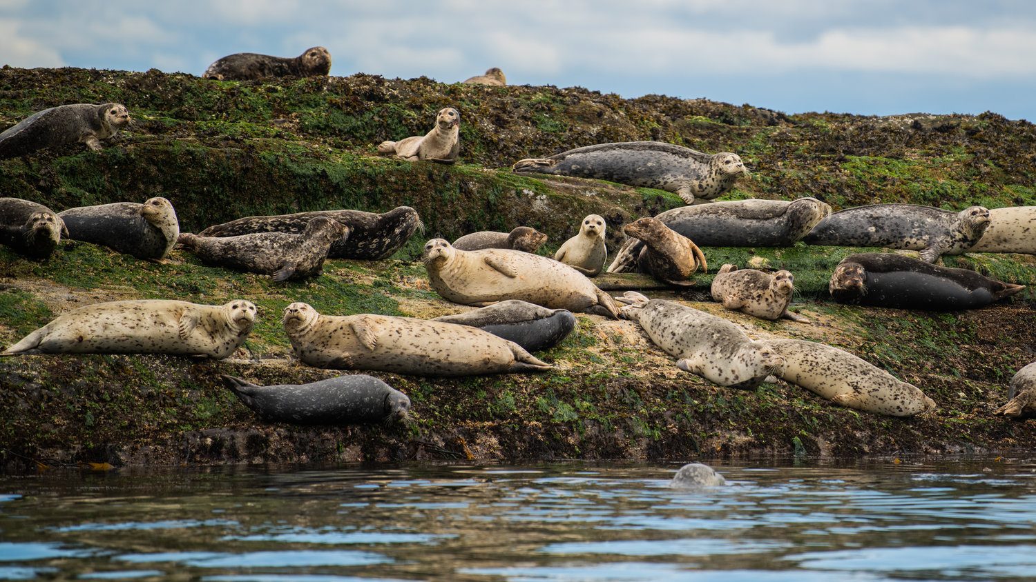 Harbor Seal Haul-outs