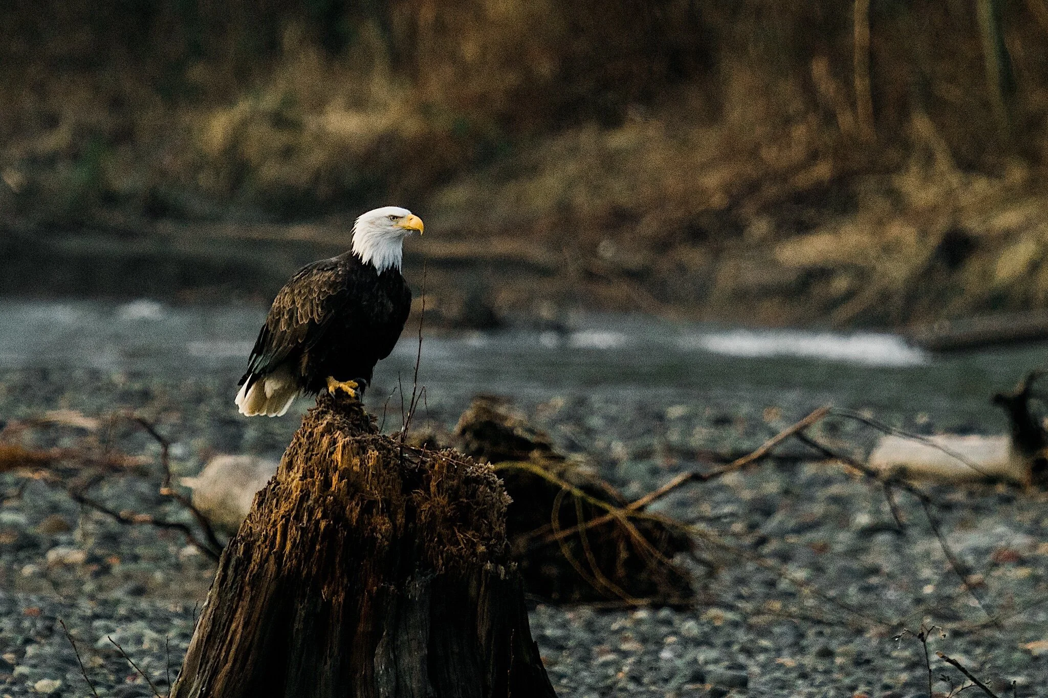 Bald Eagle Nesting
