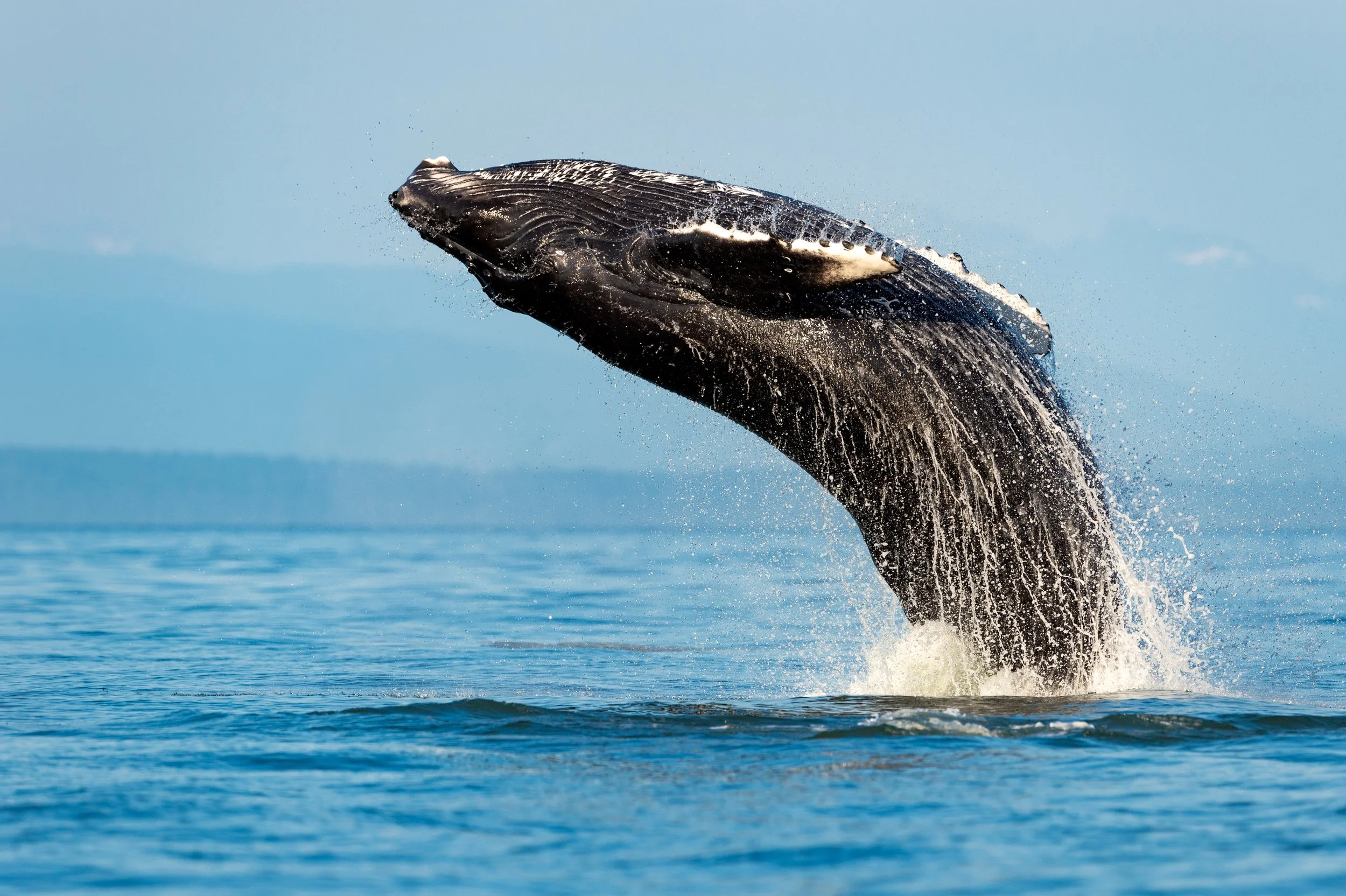 Humpback Whale Breaching