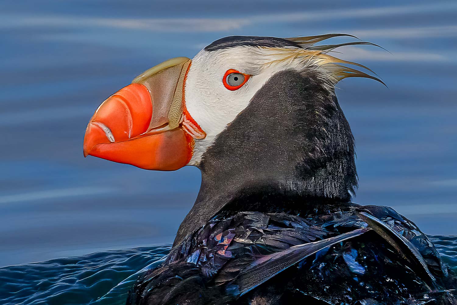 Marine Bird Colonies