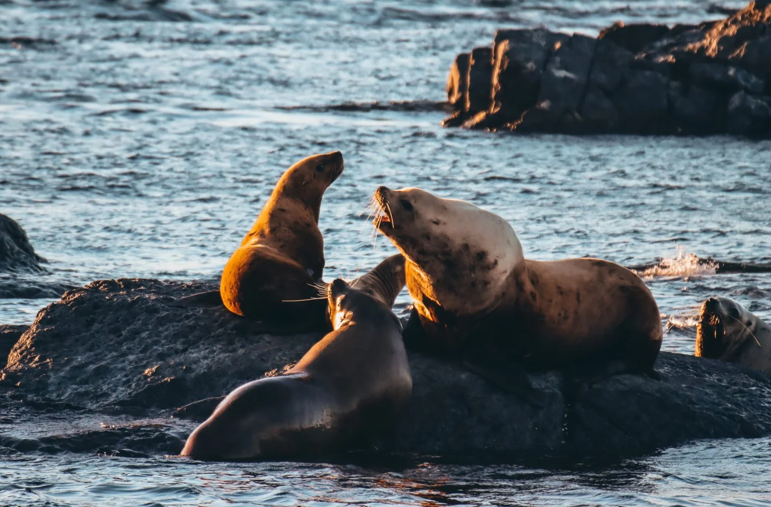 Salish Sea