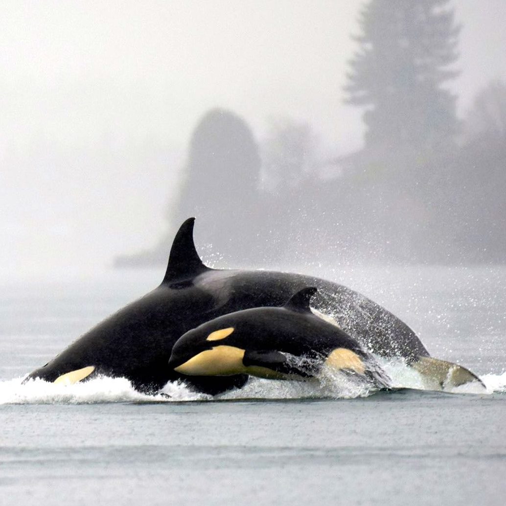 The Strait of Juan de Fuca