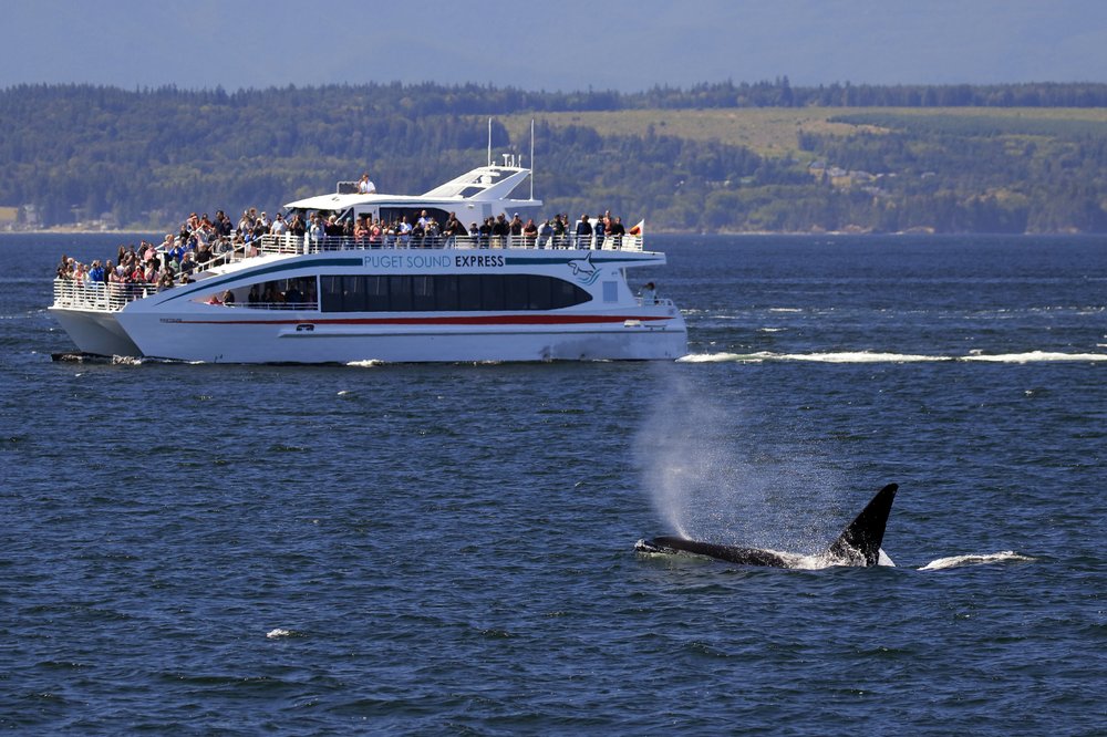 Edmonds Wa Whale Watching Tour