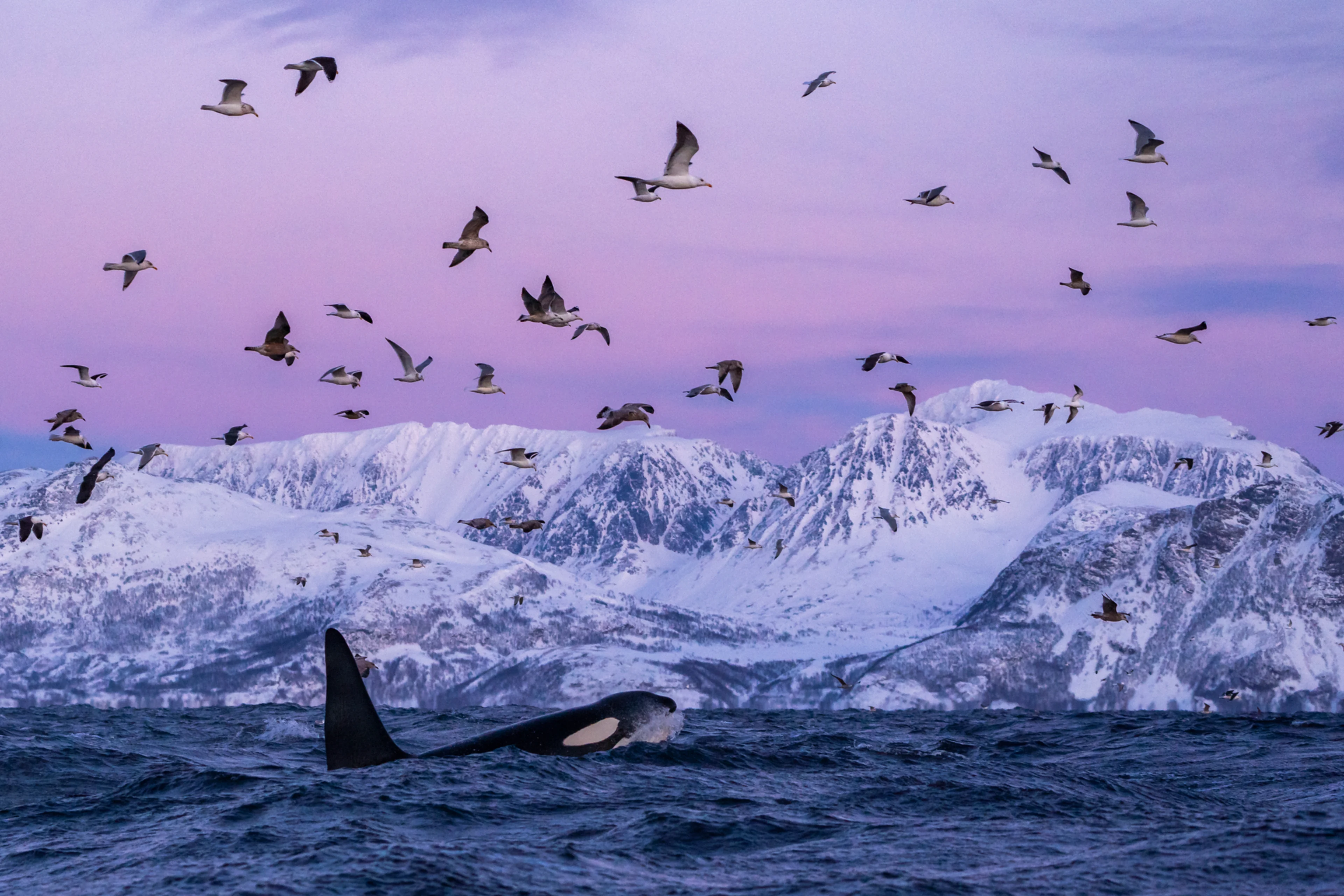 Norway Whale Watching Packages