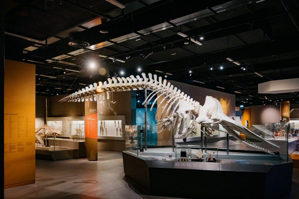 Sperm Whale Skeleton