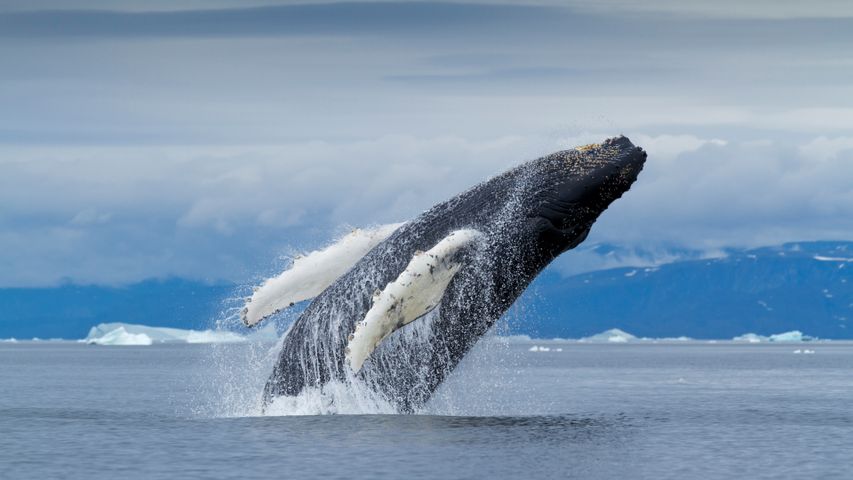 Norway Whale Watching Tromso