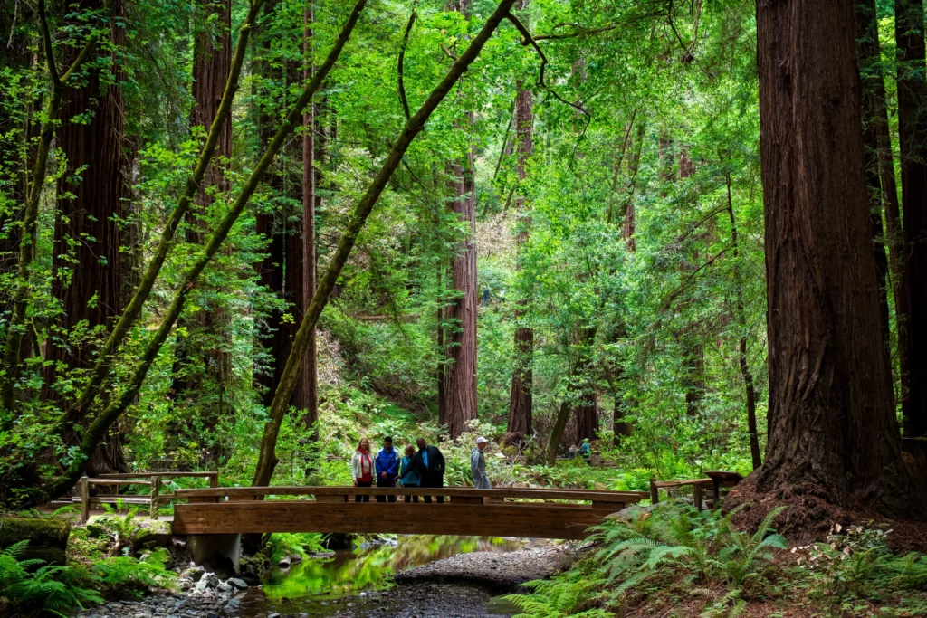 Redwood Creek Bridge Network