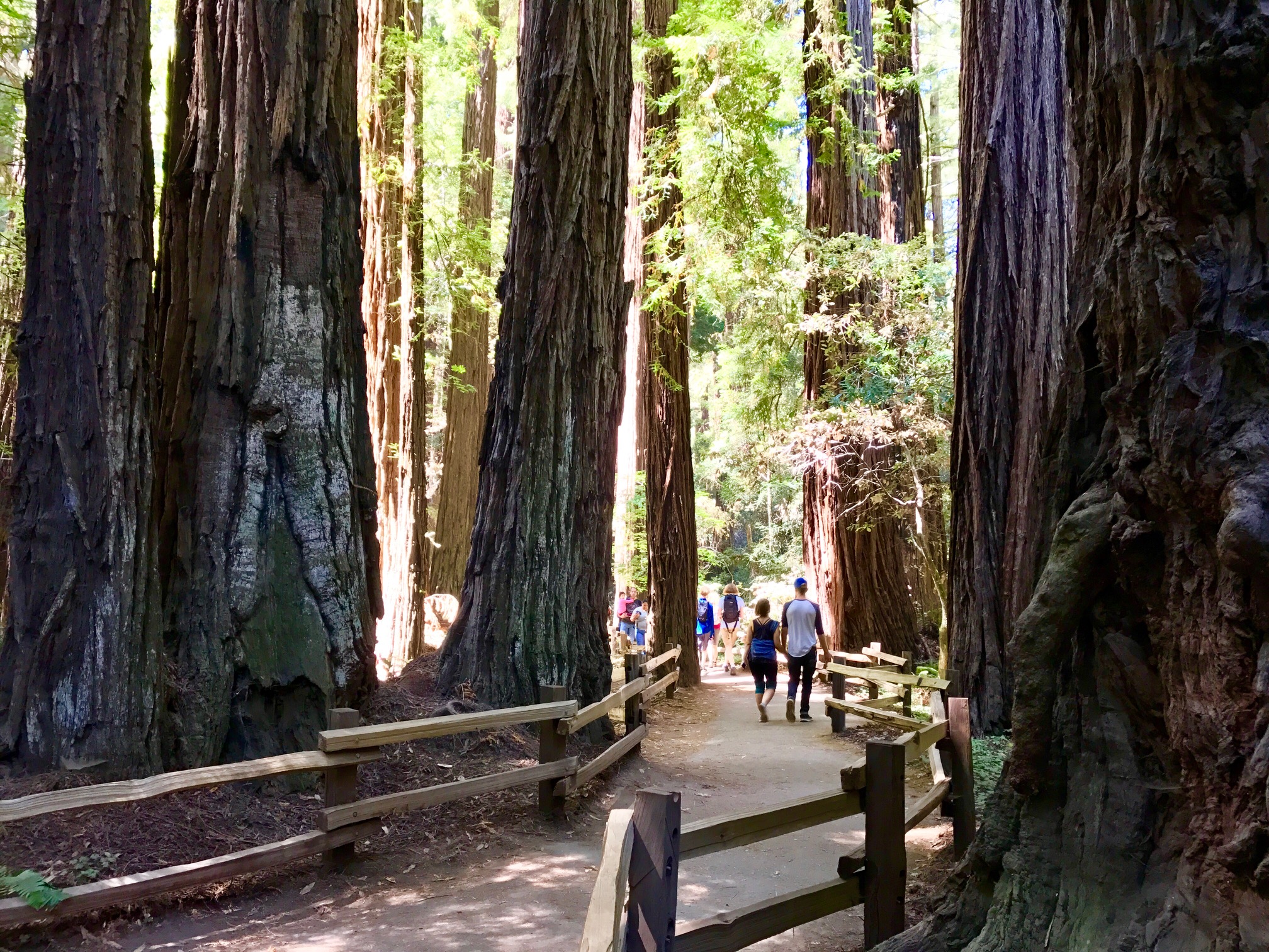 Cathedral Grove Quiet Zone