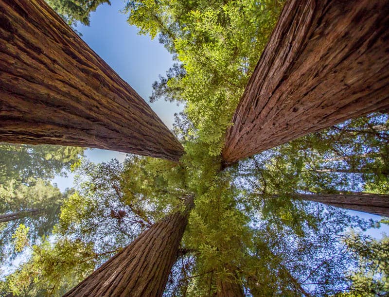 Discover the Redwoods of Muir Woods