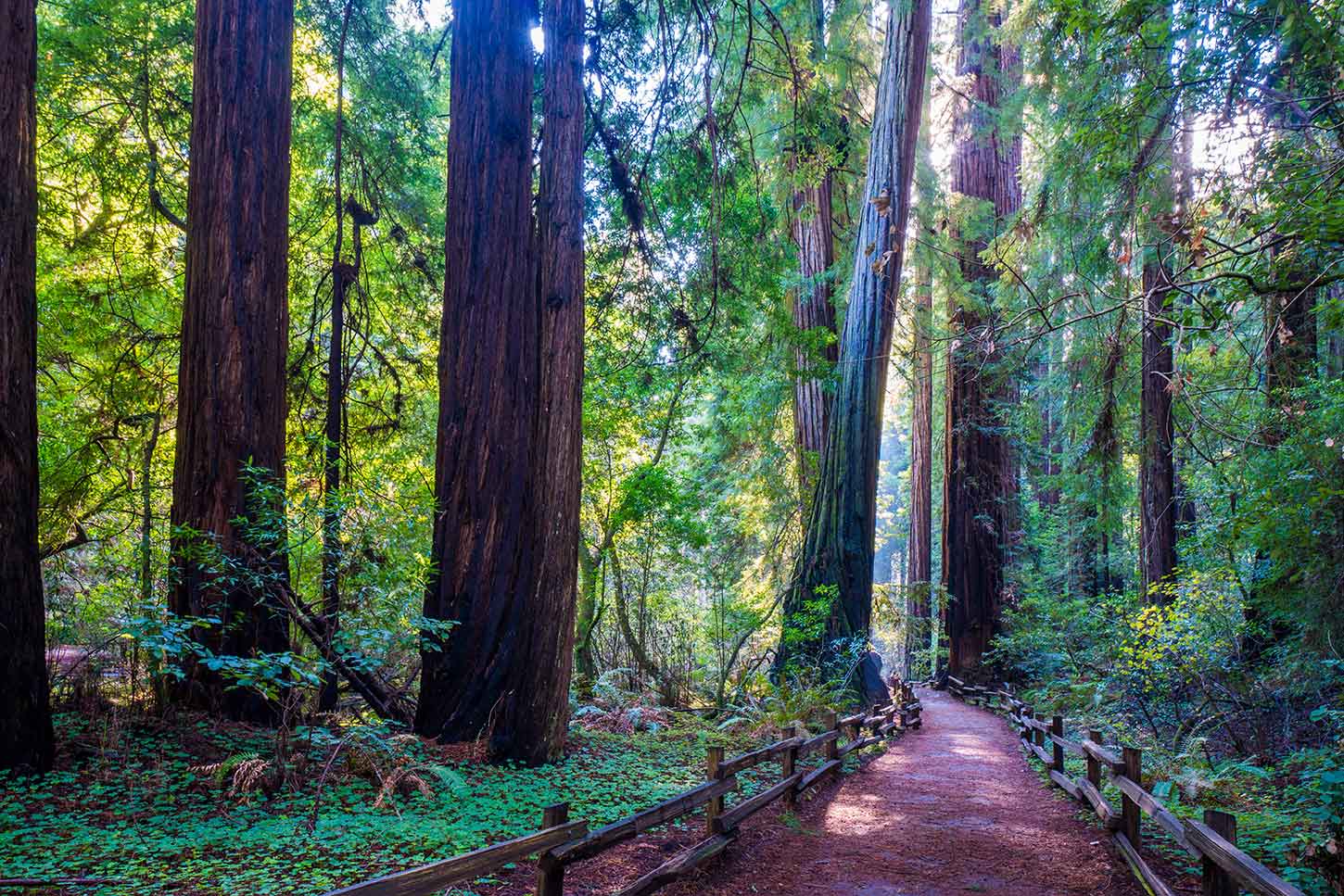 Main Trail to Bohemian Grove