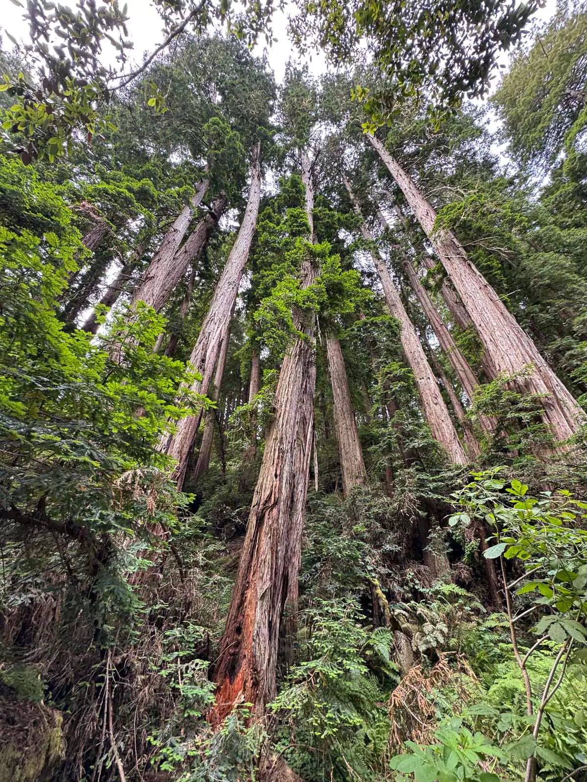 Bohemian Grove
