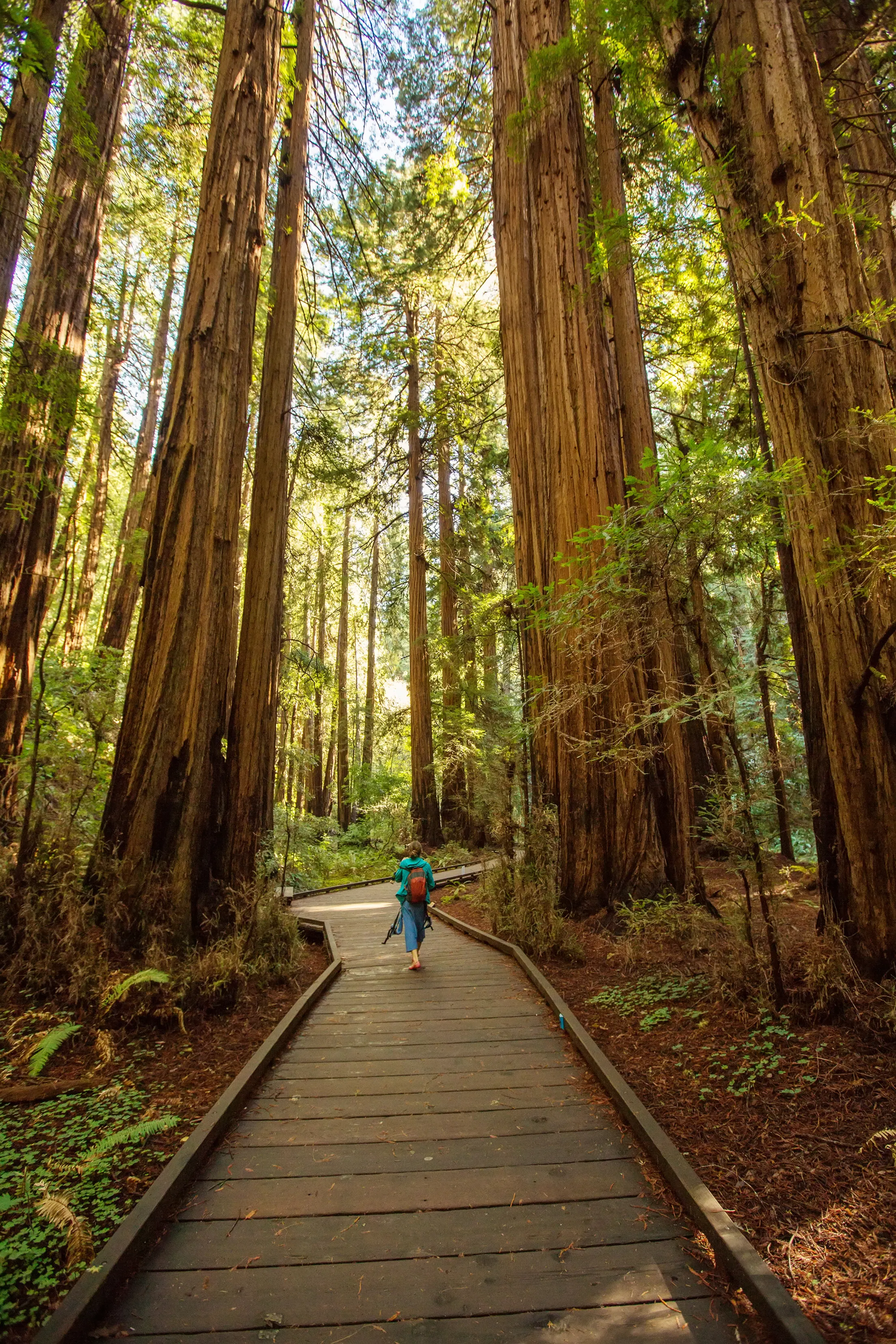 Your experience at Muir Woods Tours & Tickets