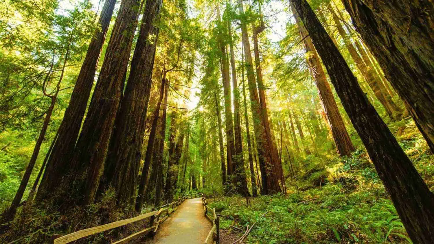 Muir Woods Tours & Tickets