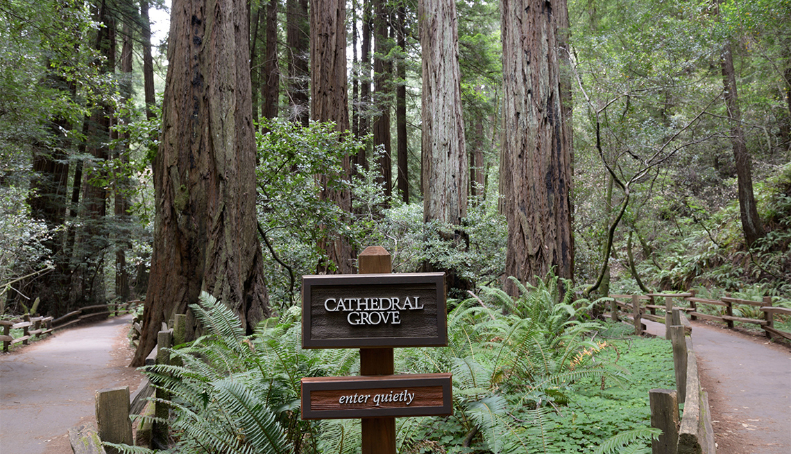 Cathedral Grove