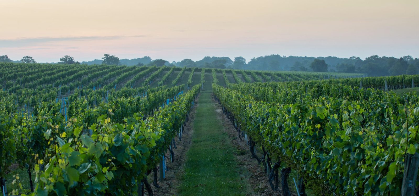 Vineyard Rows at Wölffer Estate