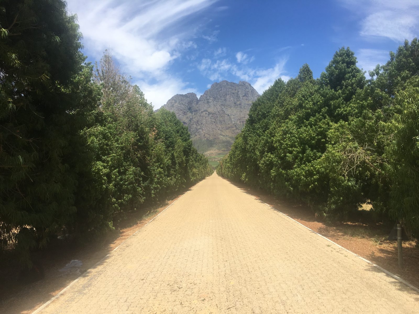 Boschendal Oak Avenue
