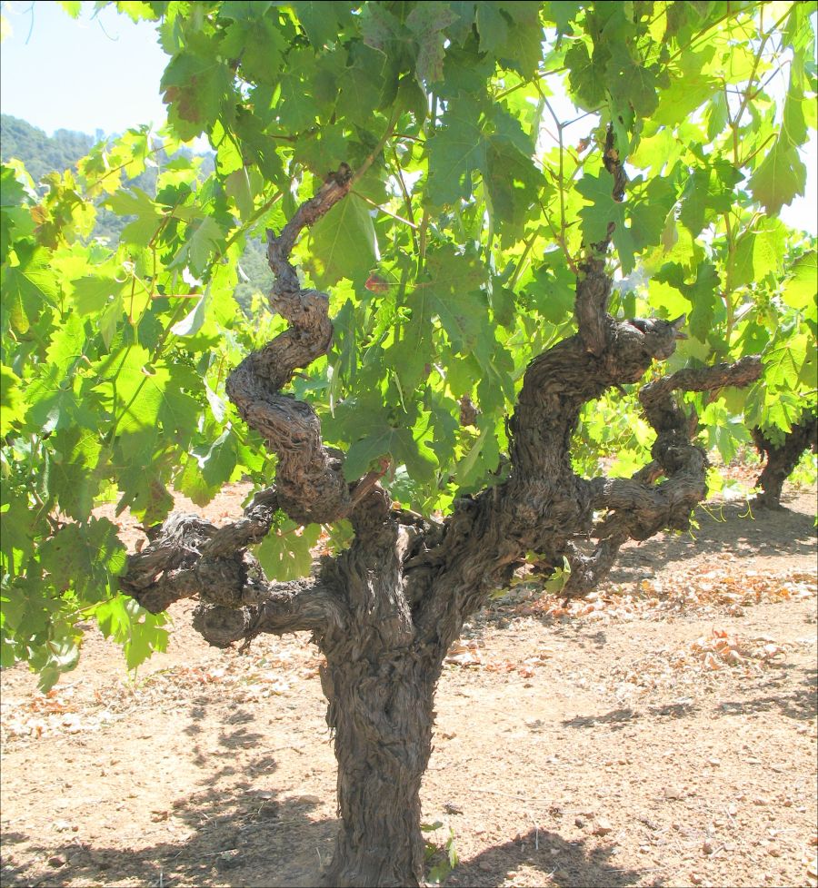 Old Vine Cordon