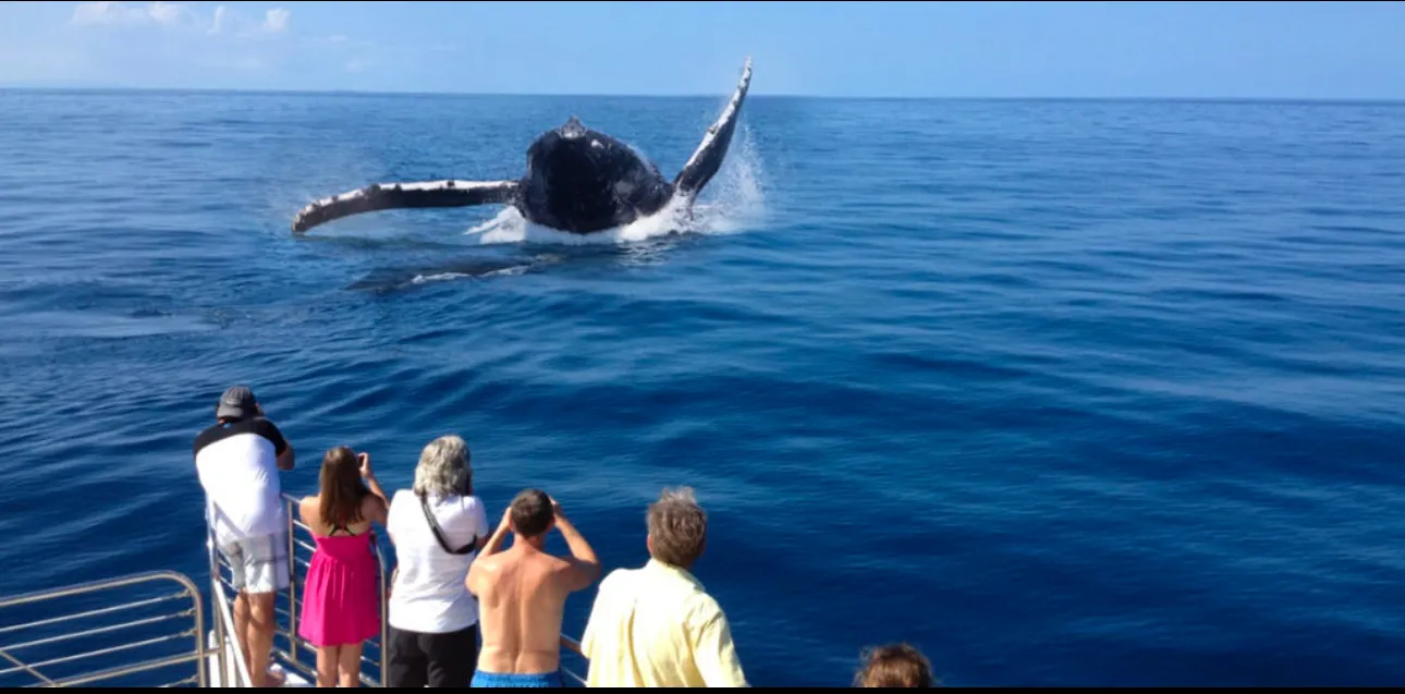 Cape Verde Whale Watching