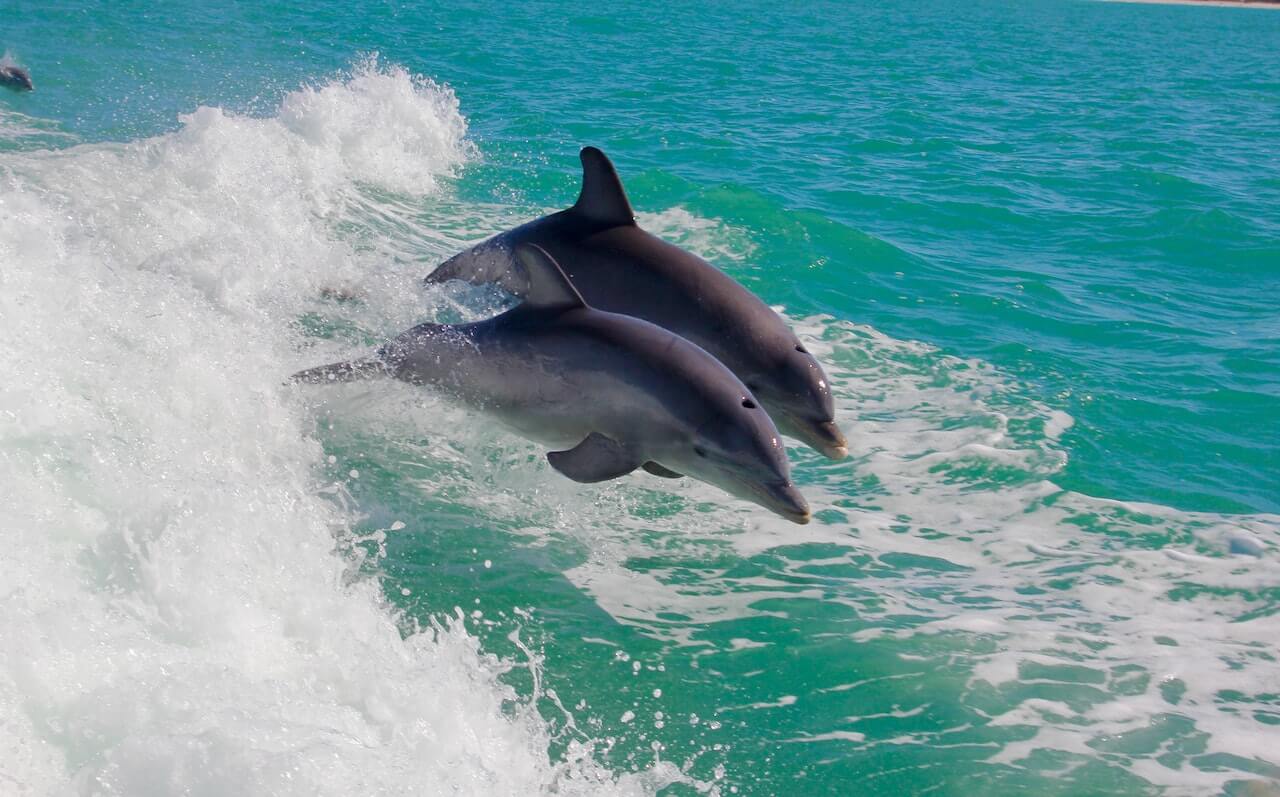Choctawhatchee Bay Dolphin Waters