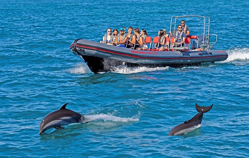 Sydney Dolphin Watching