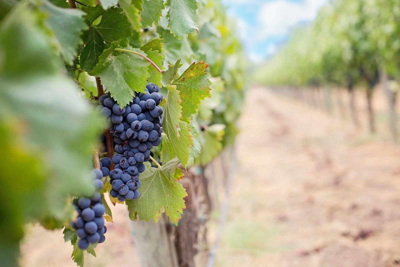Vineyard tour