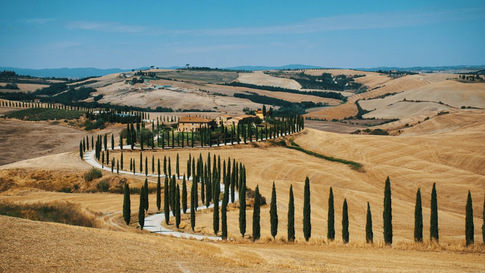 Val d'Orcia Cypress Rows