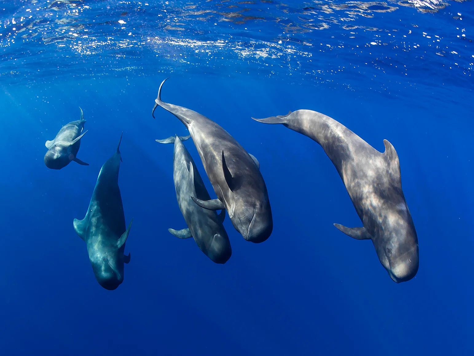 Pilot Whale Colony
