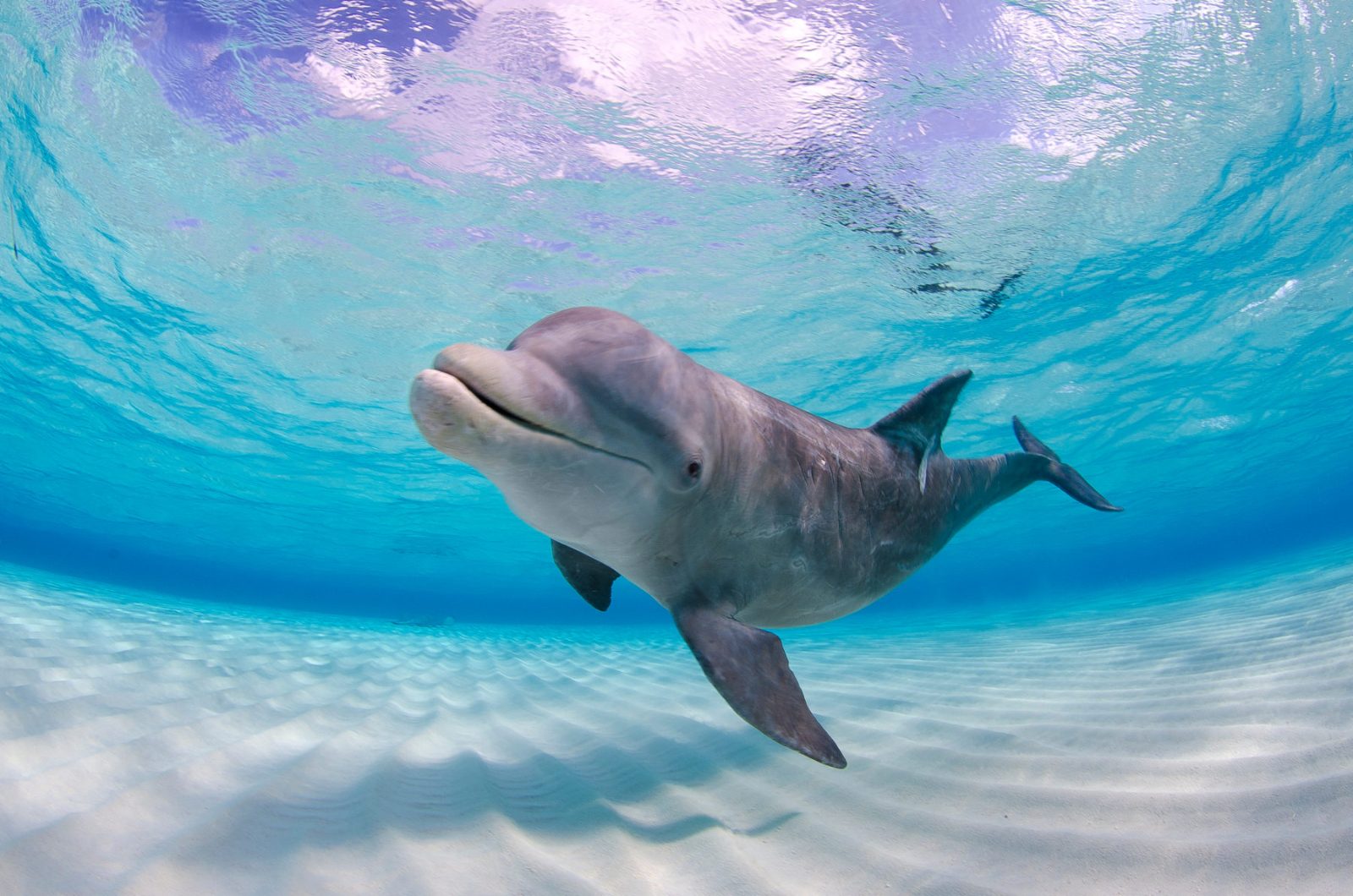 Bottlenose Dolphin Pods