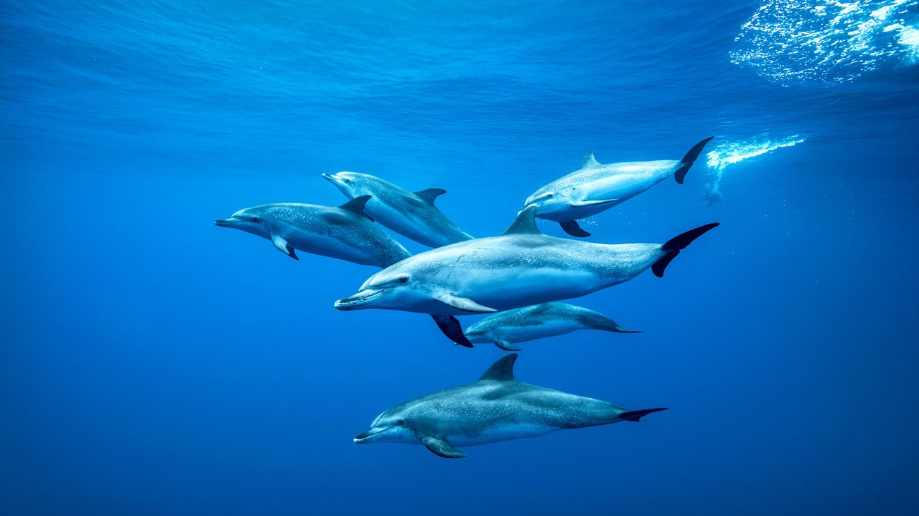 Tenerife Costa Adeje Dolphin Watching