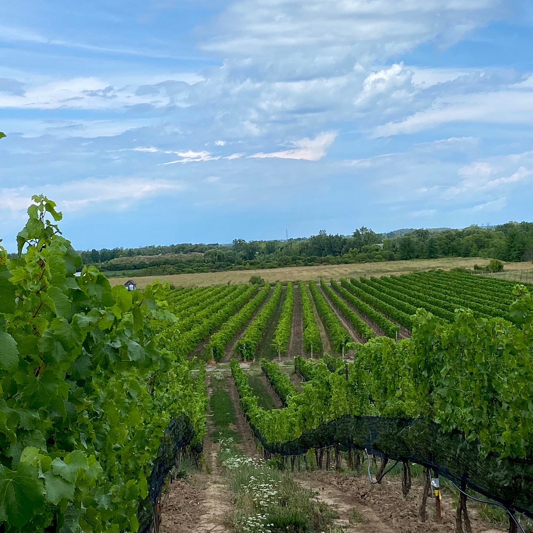 Ravine Vineyard Estate Winery Terrace