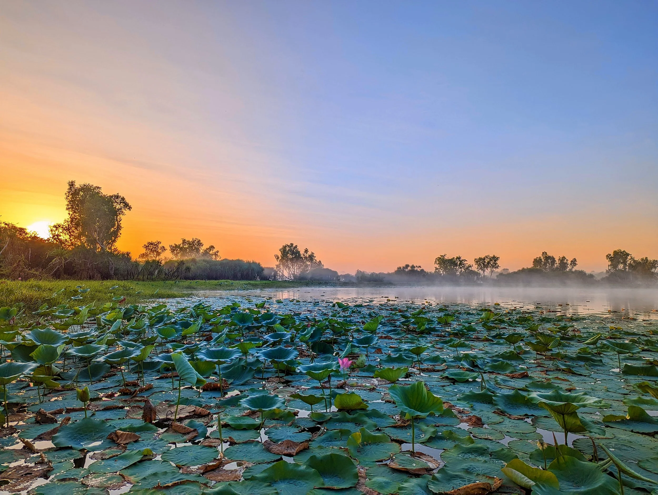 Lily Pad Clusters