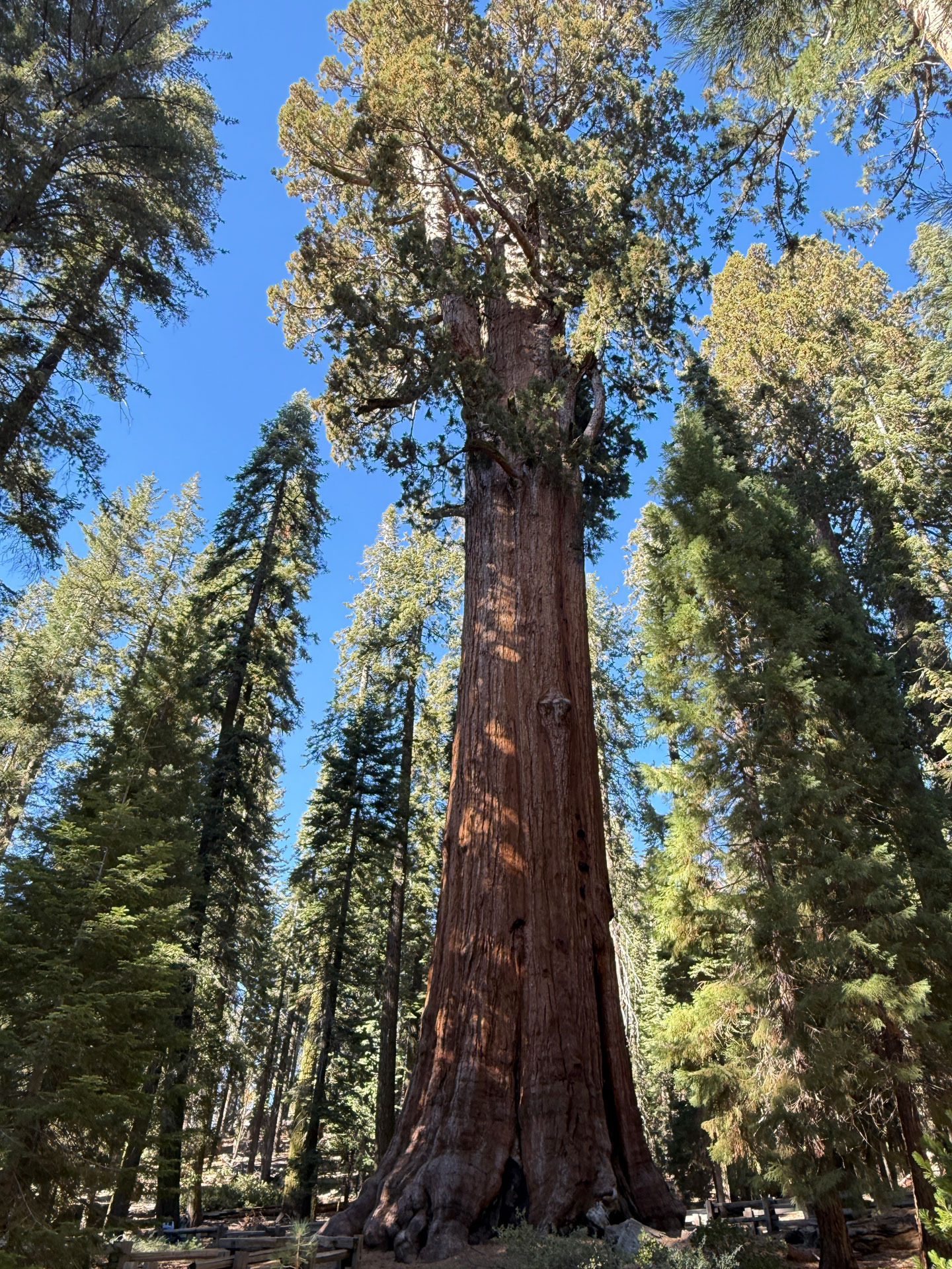 Warburton Redwood Forest