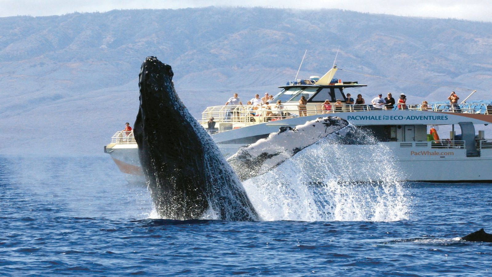 Durban Whale Watching