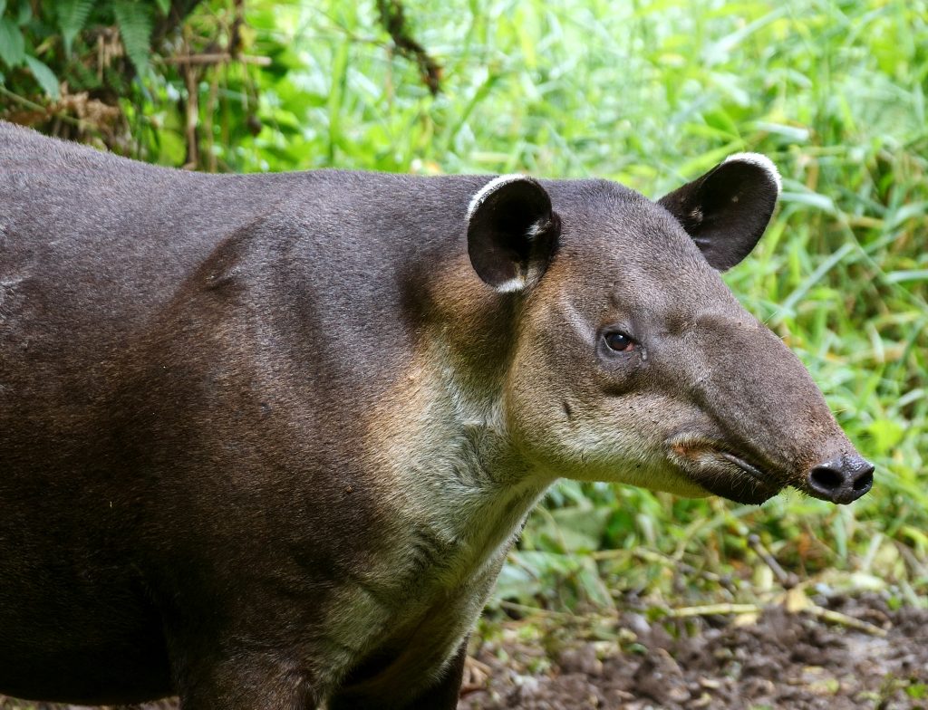 Tapir Valley Nature Reserve