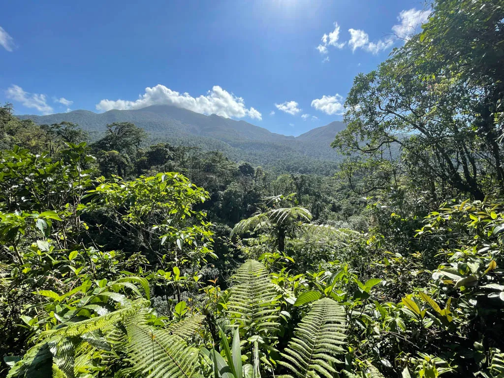 Mirador Tenorio (Forest Viewpoint)