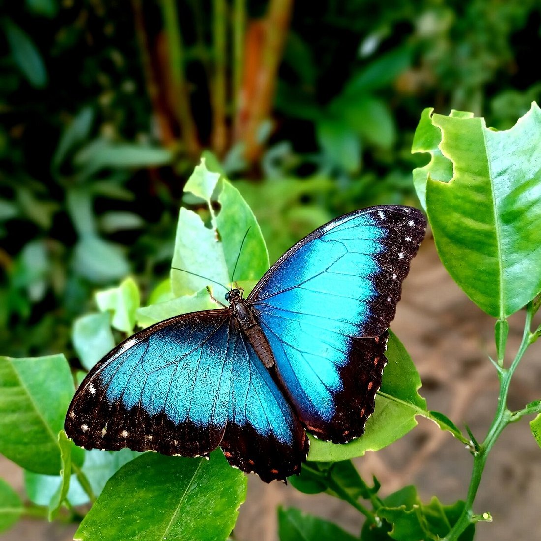 Mariposario Rio Celeste (Butterfly Garden)