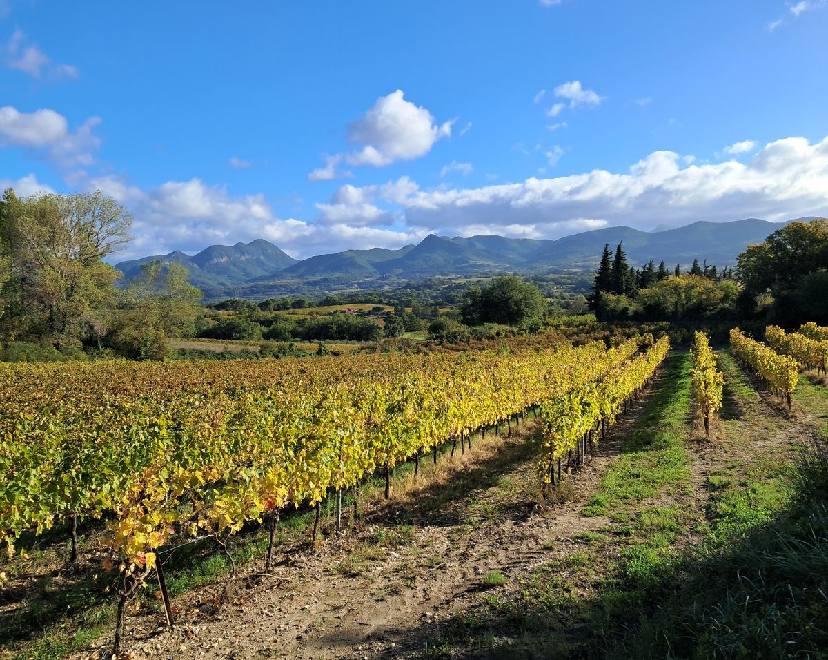 Vineyard Row Perspective