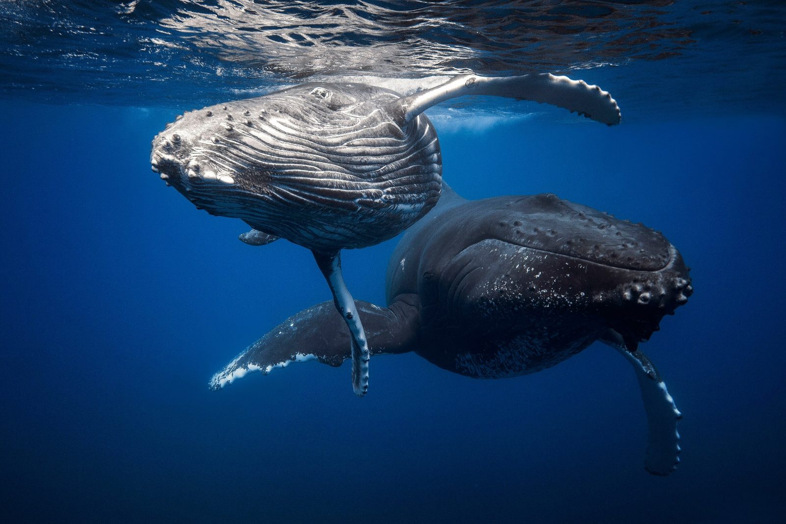 Humpback Whale Pods