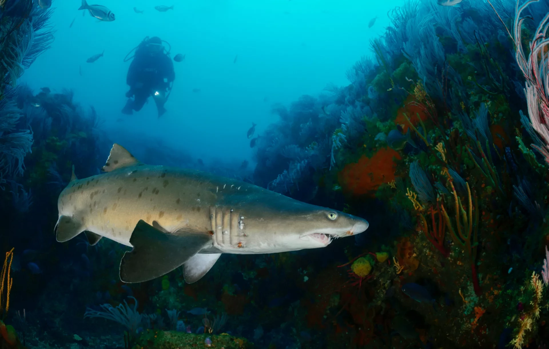 Shark Alley