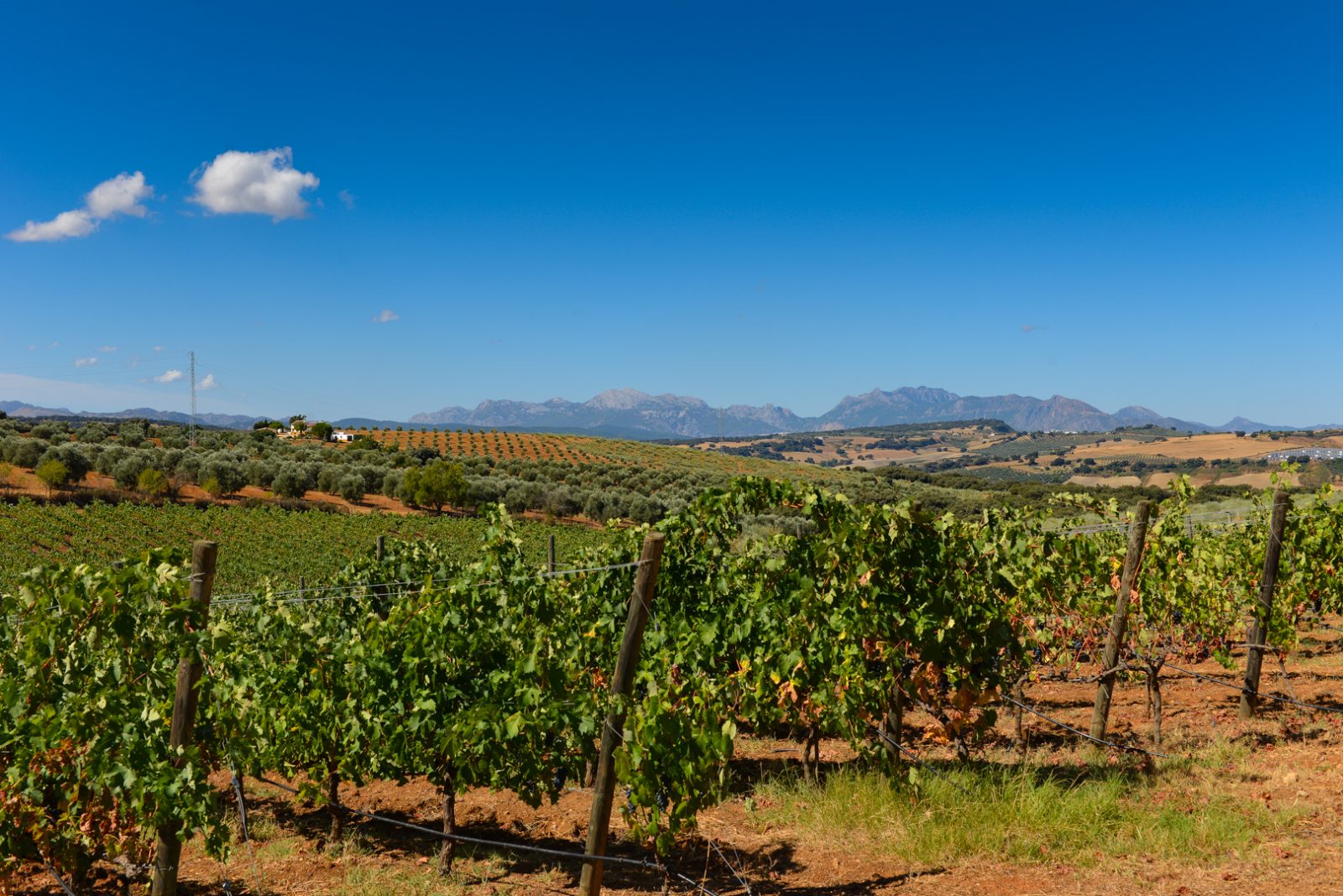 Vineyard Horizon Line