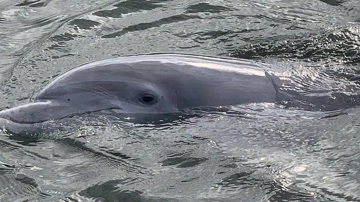 San Diego Dolphin Watching