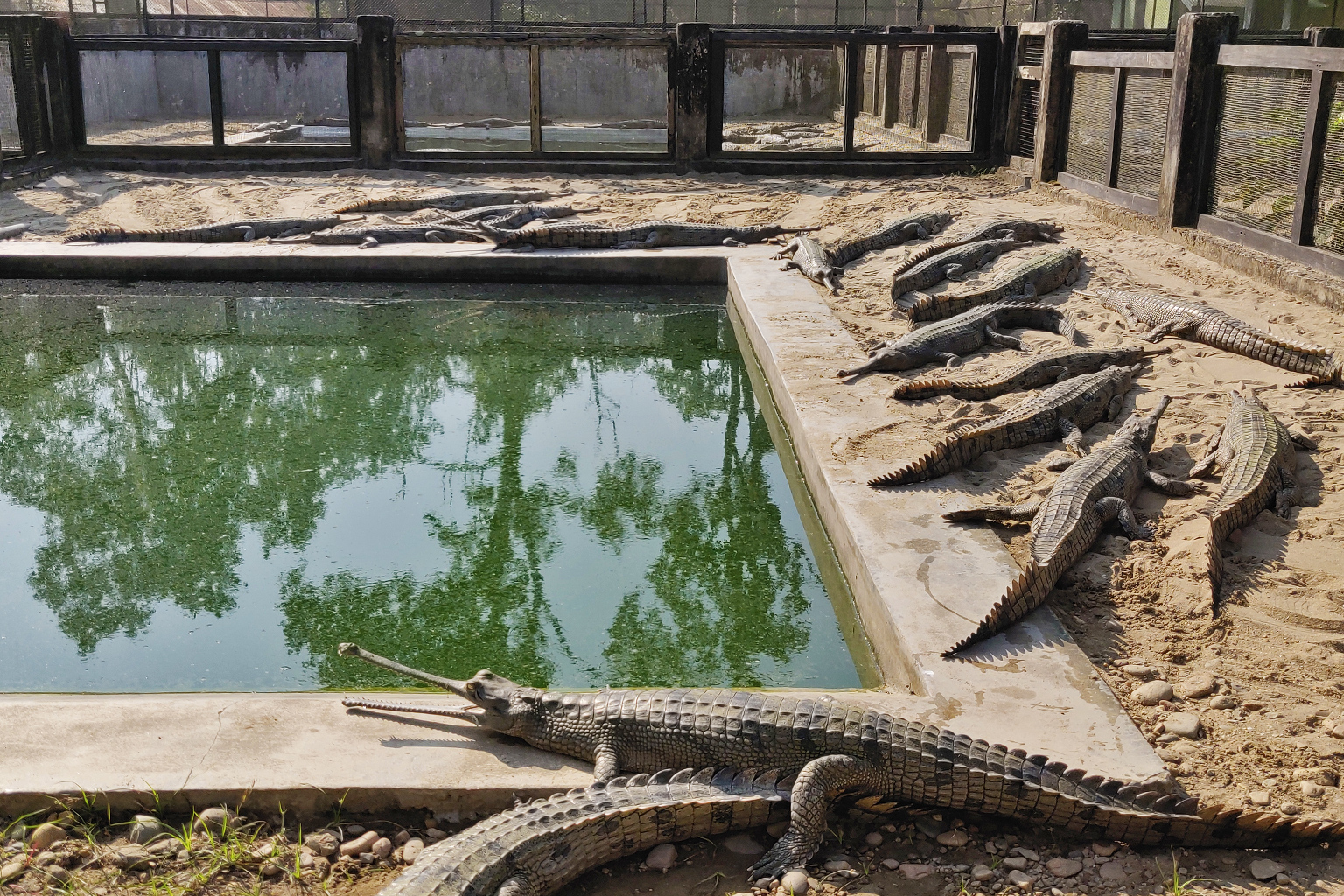 Gharial Breeding Center at Kasara