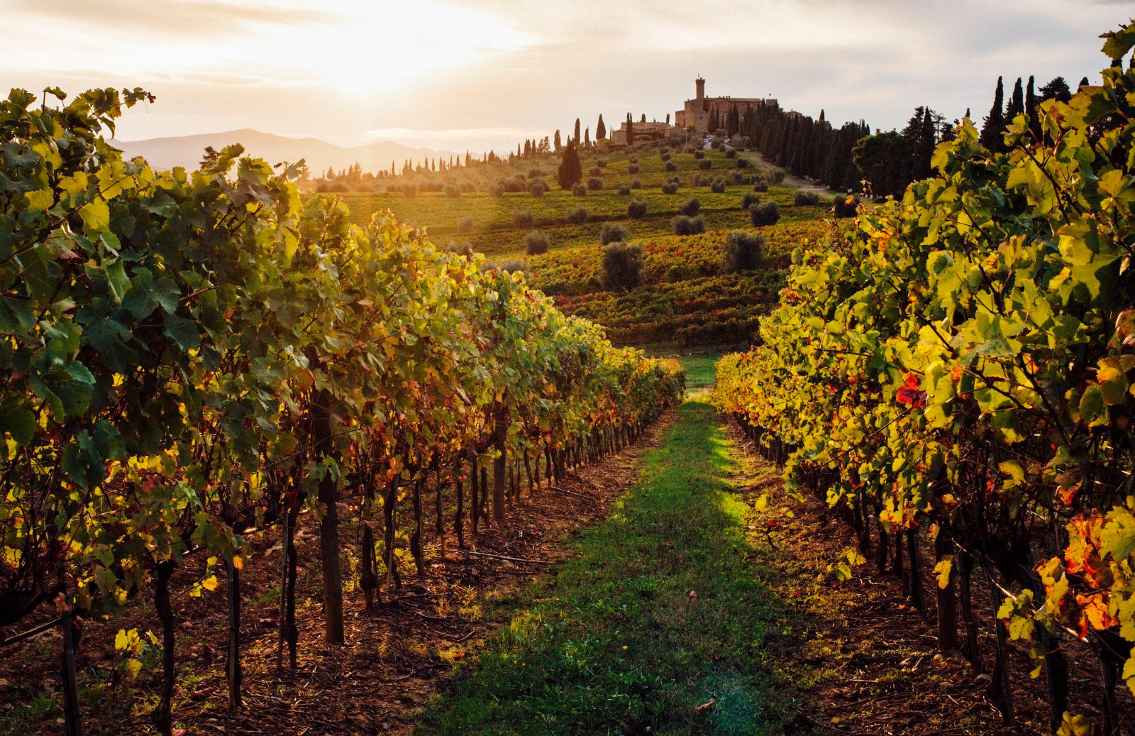 Vineyard Tasting 2
