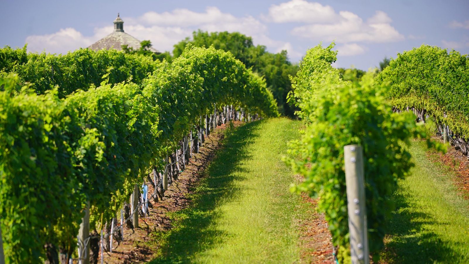 Vines Corridor