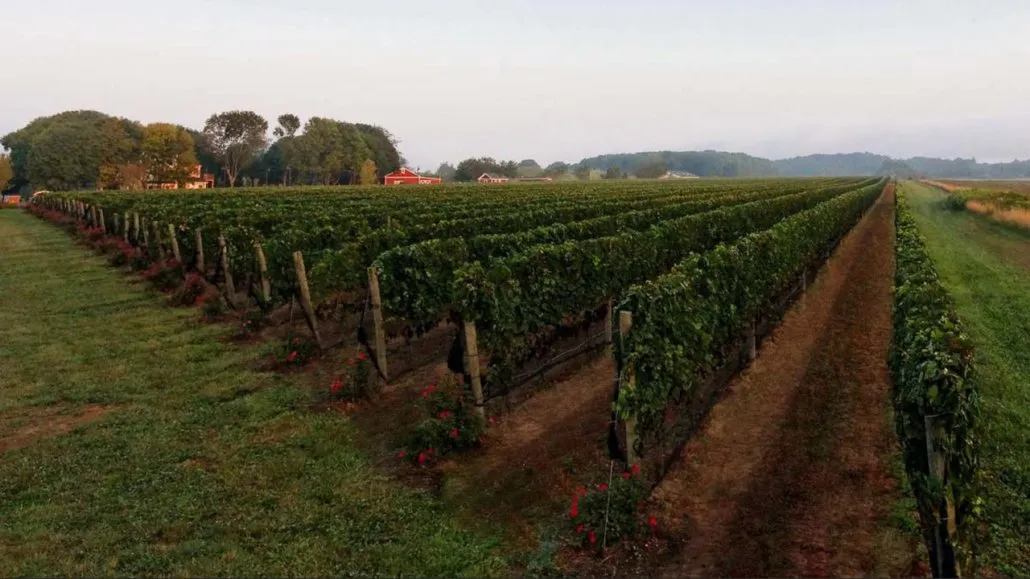 Baiting Hollow Farm Vineyard