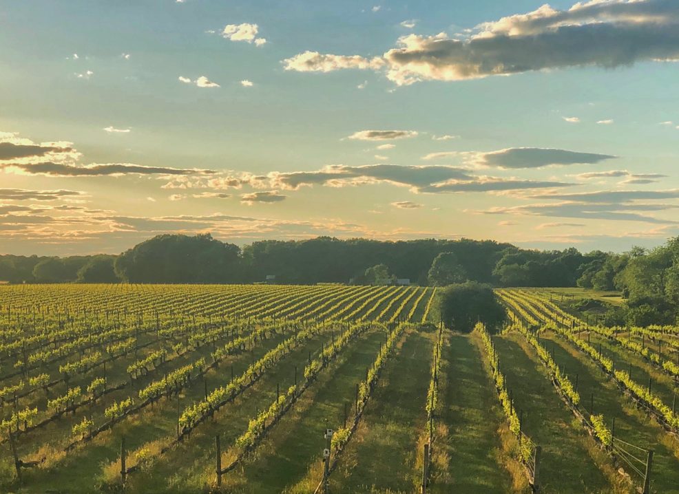 Paumanok Vineyards