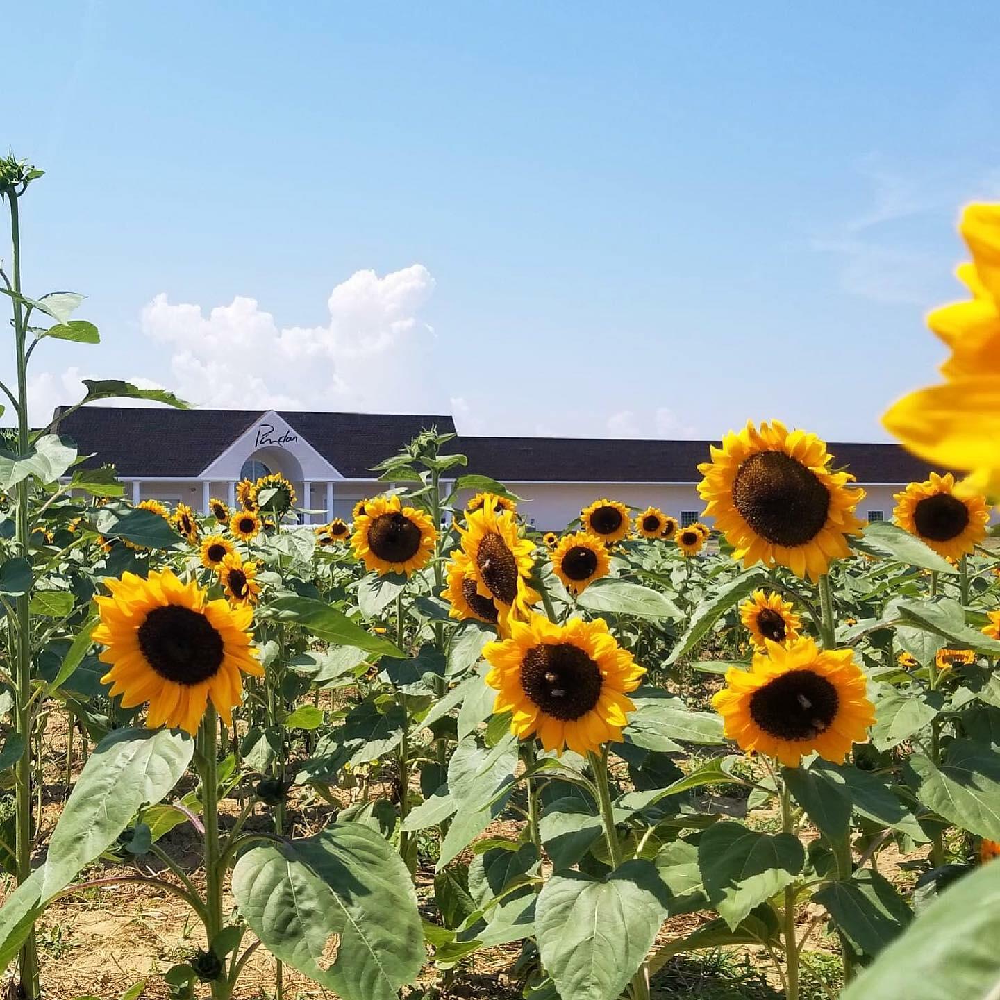Pindar Vineyards Sunflower Field