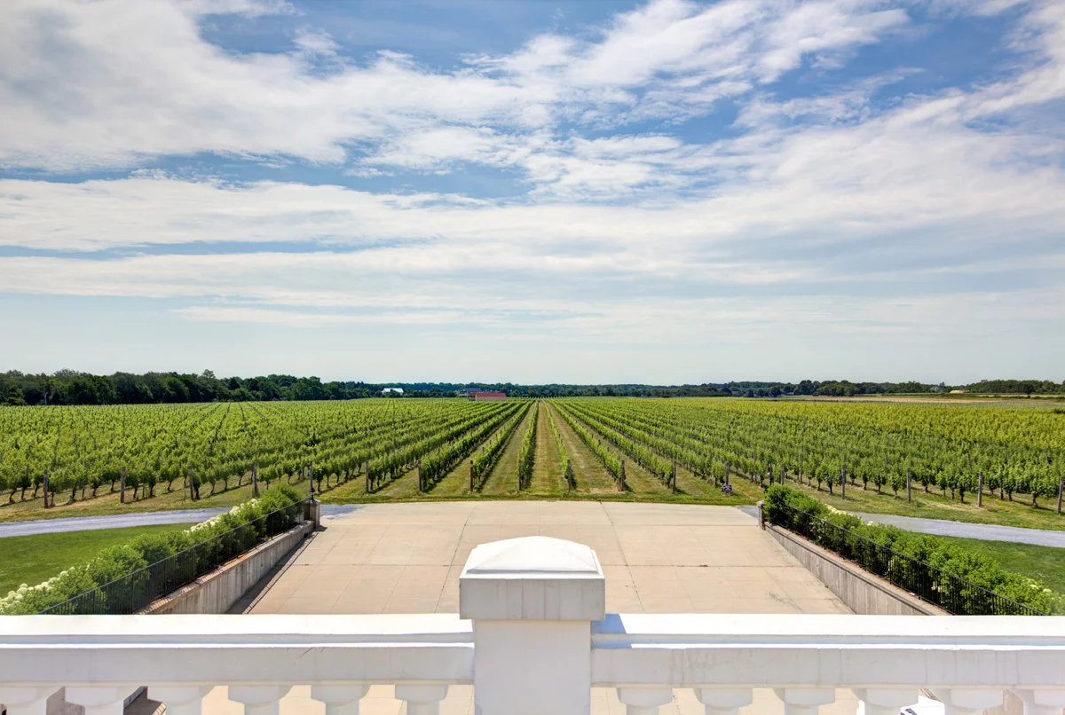 Raphael Vineyard Rows