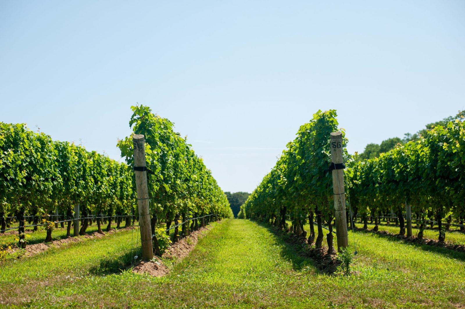The Vine Row Corridor