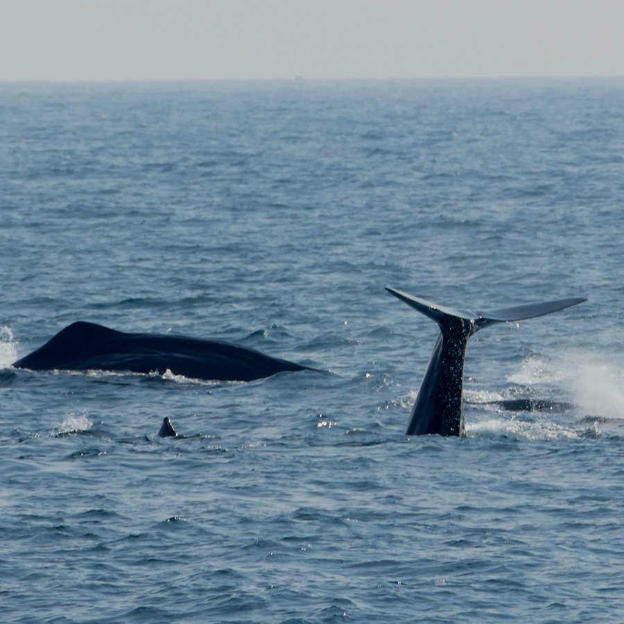 Mauritius Whale Watching Tour